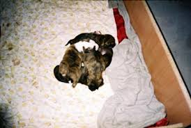 pittbul