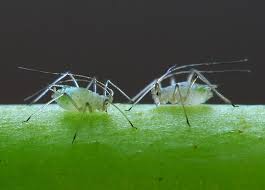 citrus tree pests