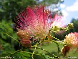 albizia