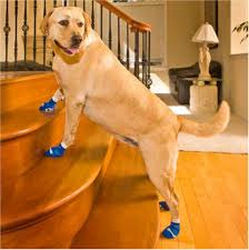 socks dog
