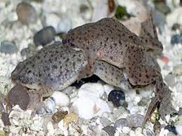 dwarf frogs