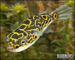 figure 8 puffer