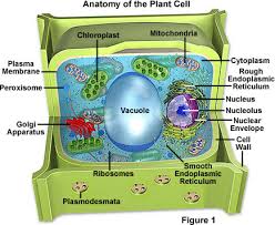 $$plant cell$