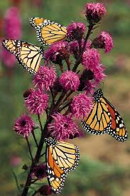butterfly gardening
