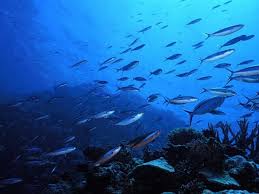 fish picture