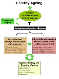 healthy ageing