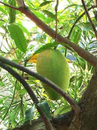 mango tree