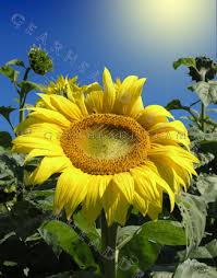 large sunflower pictures