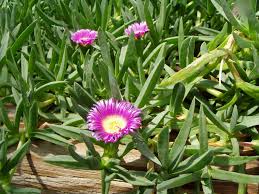 plants australia
