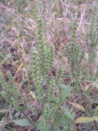 northeast weeds