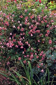 clematis texensis