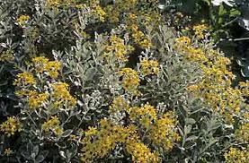 senecio greyi