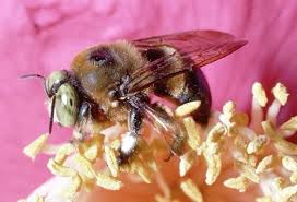 carpenter bees