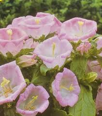 pink canterbury bells