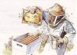 bee biology