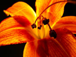 tiger lily