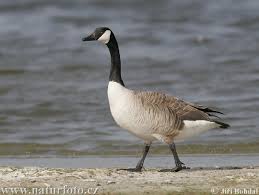canada goose