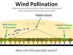 wind pollination