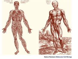 human anatomy drawings