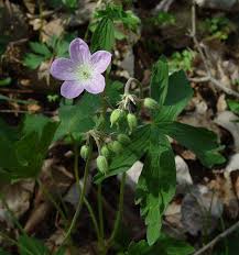 geranium plant