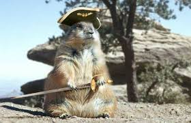 star wars squirrels
