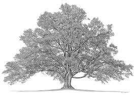 photos family tree