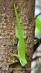 green lizard pictures