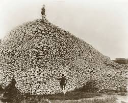 american bison