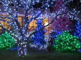 christmas tree outdoor