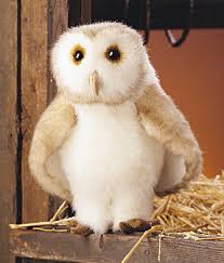 barn owls