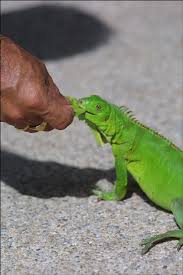 iguan