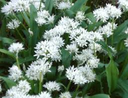 wild garlic