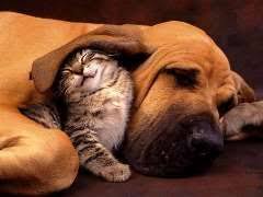 canine euthanasia