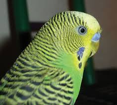 parakeet care
