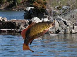 smallmouth bass
