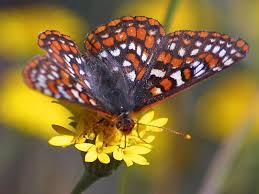 butterfly identification pictures