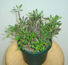 euphorbia
