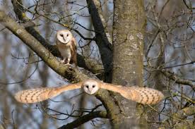 barn owls