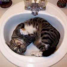 cat sink