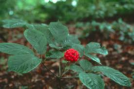 ginseng pictures