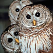big owls