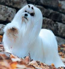maltese pics