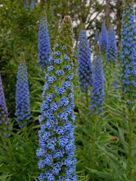 golden gate gardens