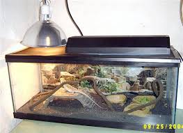 bearded dragons cages