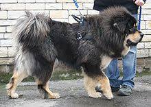 most Tibetan Mastiff