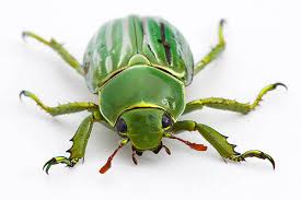 types beetles pictures