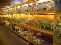 tropical fish cichlids