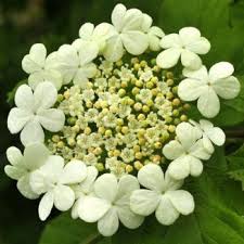 guelder