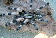 poecilotheria miranda