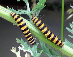 caterpillars pictures